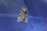 Acronicta megacephala