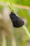 Epichnopterix plumella