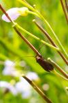 Cauchas rufimitrella