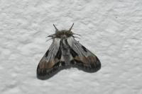 Harpyia milhauseri