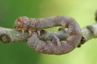Colotois pennaria