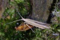 Coleophora albicosta