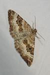 Epirrhoe alternata
