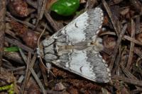 Drymonia ruficornis