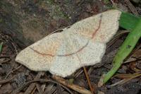 Cyclophora punctaria