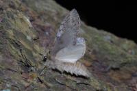 Peridea anceps