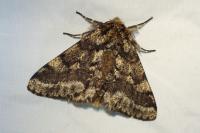 Lycia hirtaria