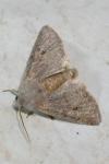 Orthosia incerta