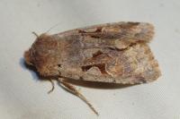 Orthosia gothica