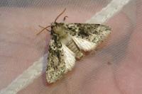 Polyploca ridens