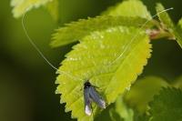 Adela reaumurella
