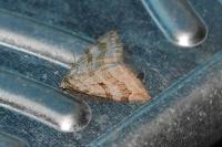 Aplocera efformata/plagiata