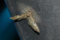 Eupithecia