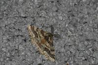 Lycia hirtaria