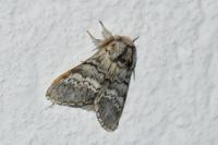 Drymonia ruficornis