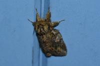 Peridea anceps