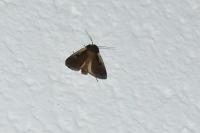 Ochropleura plecta