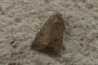 Caradrina clavipalpis