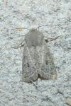 Orthosia gracilis