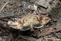 Autographa gamma