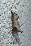 Clostera curtula