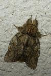 Peridea anceps