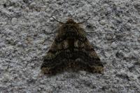 Lycia hirtaria
