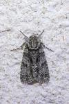 Acronicta rumicis