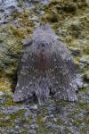 Stauropus fagi