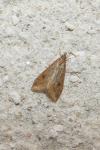 Udea ferrugalis