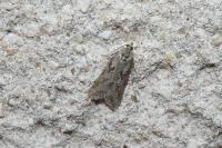 Cnephasia