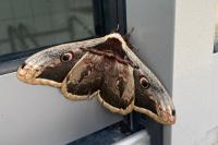 Saturnia pyri