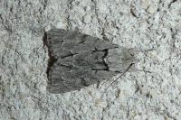 Acronicta psi/tridens