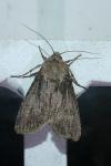 Agrotis segetum