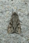 Xylocampa areola