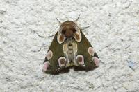 Thyatira batis