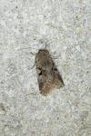 Orthosia gothica