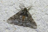 Lycia hirtaria