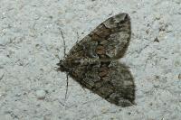 Thera britannica/obeliscata/variata