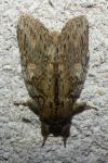 Peridea anceps