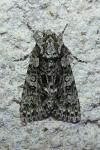 Acronicta rumicis