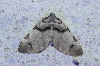 Anticlea derivata
