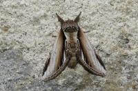Pheosia gnoma