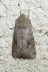 Orthosia incerta