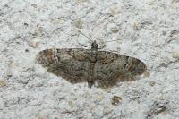 Gymnoscelis rufifasciata