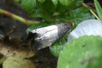 Notocelia cynosbatella