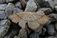 Cyclophora punctaria
