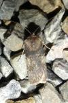 Agrotis puta
