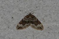 Lampropteryx suffumata