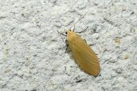 Wittia sororcula